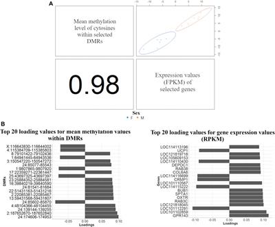 Integrated analyses of the methylome and transcriptome to unravel sex differences in the perirenal fat from suckling lambs